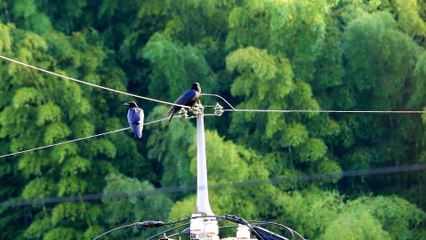 カラス撃退レーザーポインター強力 100％有効