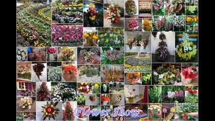 Northeast India Tour Packages by Travel Agent in Siliguri