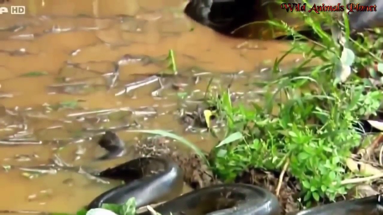 Catching the biggest Snake in the World giant A...
