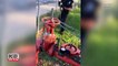 Cop Grabs Baby Alligator With His Bare Hands Near a School-medbNGa2HWU