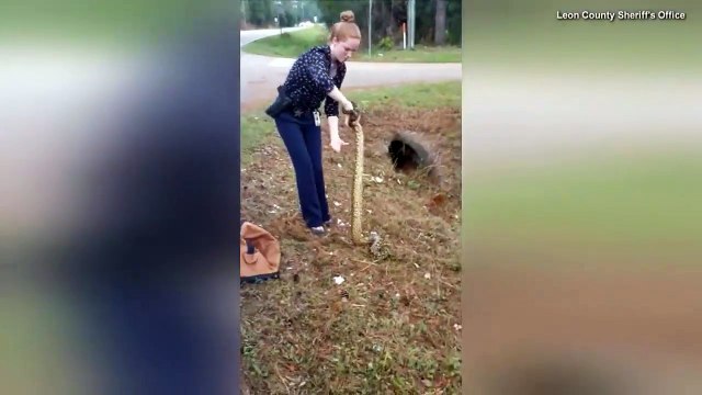 'Crazy' Cop Catches Anaconda With Her Bare Hands-5J5KJq8fJkE
