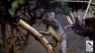 Curious Baby Monkeys Make Mischief as They Learn to Climb Trees-ZCDKmGuAdsw