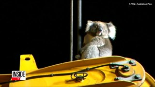 Curious Koala Rescued From Tall Oil Rig After Refusing to Budge-3g3f8dEEBto
