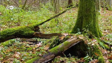 Kampf um Europas letzten Urwald in Polen | DW Deutsch