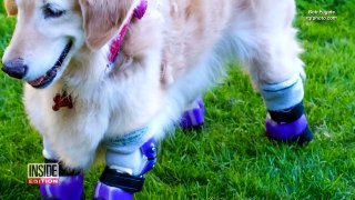 Golden Retriever With Amputated Legs Starts Life Over as Therapy Dog-LnaCTlGBhxM