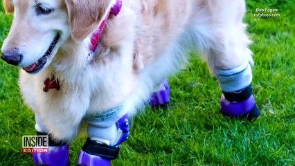 Golden Retriever With Amputated Legs Starts Life Over as Therapy Dog-LnaCTlGBhxM