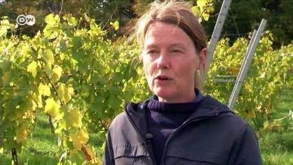 Britischer Wein boomt | DW Deutsch