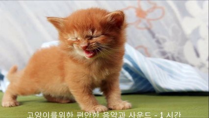 고양이를위한 편안한 음악과 사운드 - 1 시간