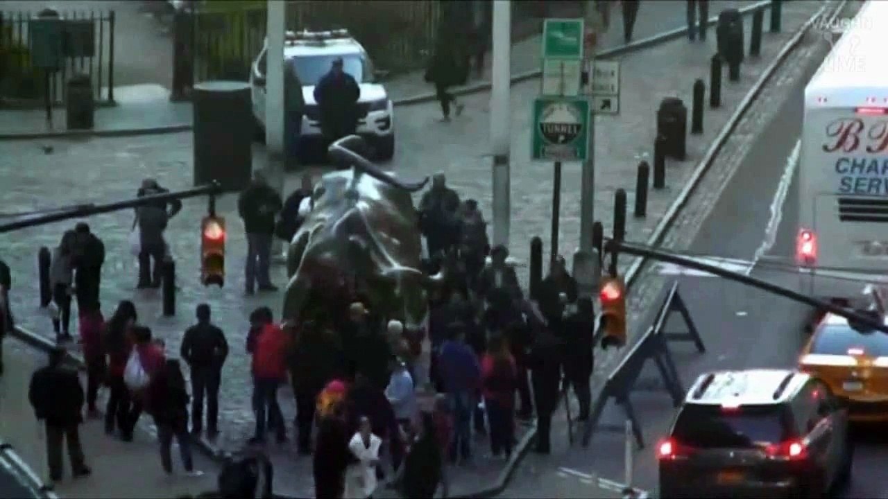 Cookie LIVE at the Charging Bull Cam