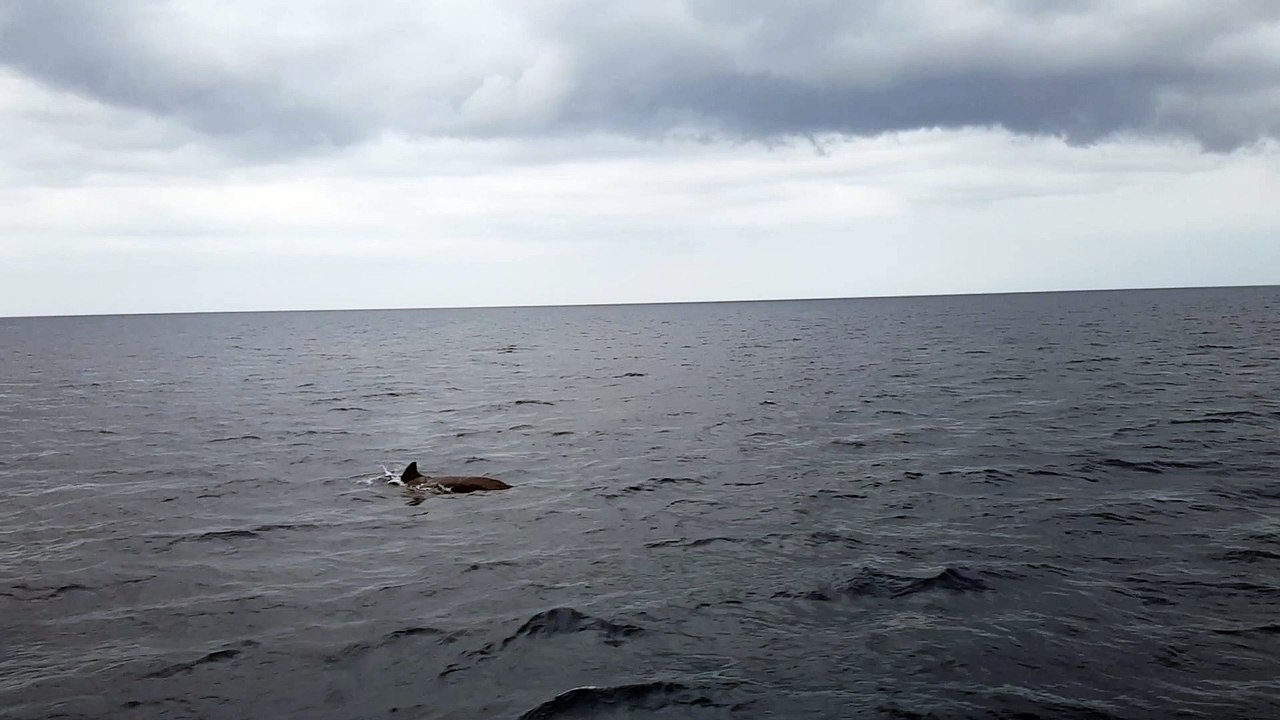Dauphins_komodo