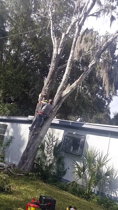 Cutting a Tree Goes Wrong