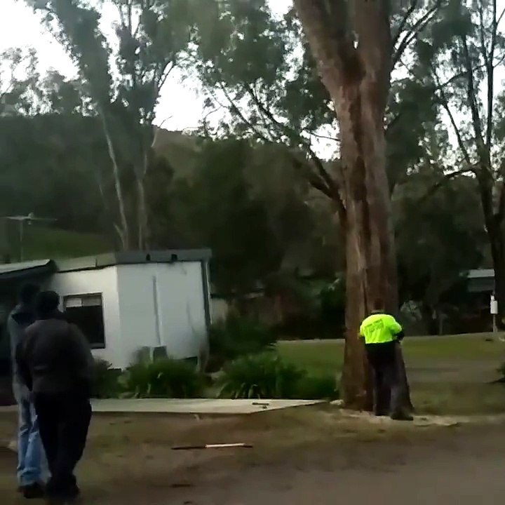 Cutting Down a Tree Epic Fail
