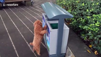 Eco-conscious dog collects rubbish on street in southwestern China
