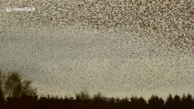 Murmuration of thousands of starlings swirl in the sky in Cumbria