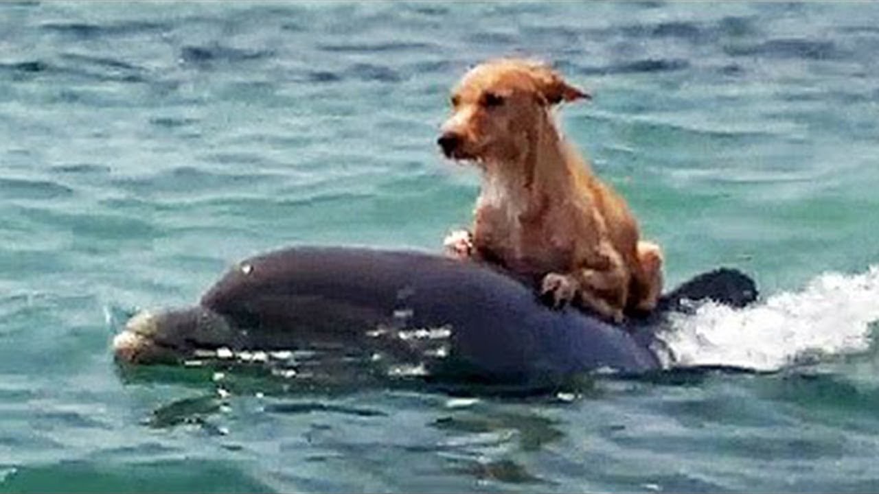 25 LUCKIEST ANIMALS IN THE WORLD