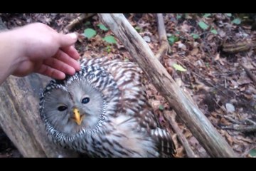 Wild Owl Loves Being Petted