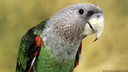 Por que os papagaios conseguem falar?