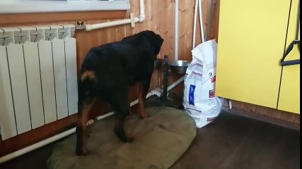 Rottweiler Released the Cat for a Walk