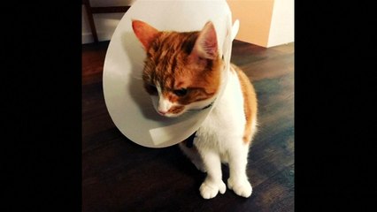 New Zealand's 'first cat', Paddles dies in a car accident
