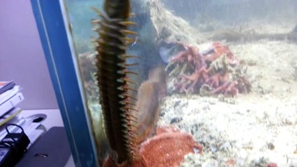 Enormous Bristle Worm Went Unnoticed Until He Began Emptying His Aquarium.