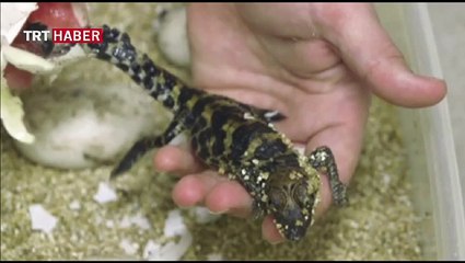 Hayvanat bahçesinin yeni gözdeleri 'cüce timsahlar'