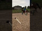 Dressage Horse Has Had Enough Jumping Practice for Today