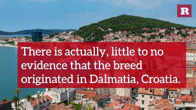 12 Fun and Furry Facts on the Dalmatian | Rare Animals