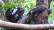 Relaxed Sloth Puts His Feet Up to Have a Snack