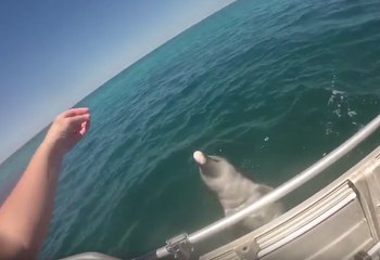 Nosy Dolphin Delights Boating Party at Lancelin