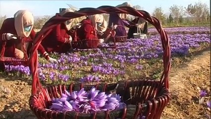 Afghanistan: dalla produzione d'oppio a quella dello zafferano