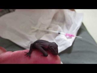 Baby Microbat Is Cared for by His Rescuer