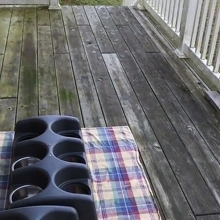 Stampede of Adorable Puppies Masters the Steps