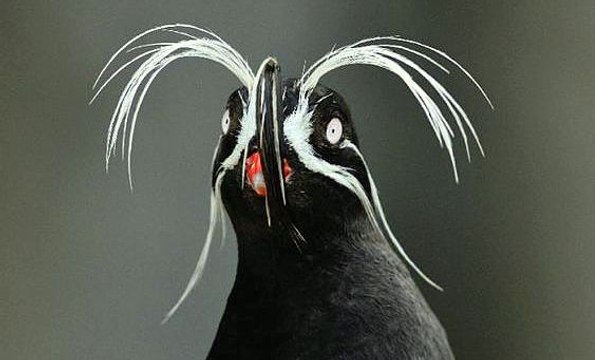 Cứ tường là loài thú ăn thịt - Bất ngờ khi phát hiện ra đây là loài chim sử dụng râu để dò đường đi trong đêm tối