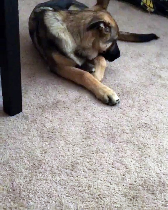 Guilty Dog Busted, Gives Owner Priceless Reaction