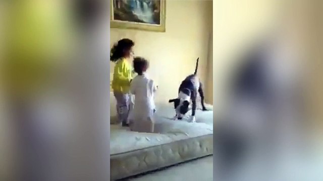 Quand des enfants apprennent à leur chien à faire des bêtises !