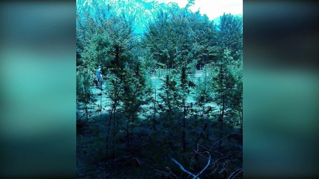 POLICIA IDENTIFIKON DHJETERA PARCELA ME KANABIS SATIVA NGA JUGU NE VERI, ASGJESOHEN 13 MIJE RRENJE L
