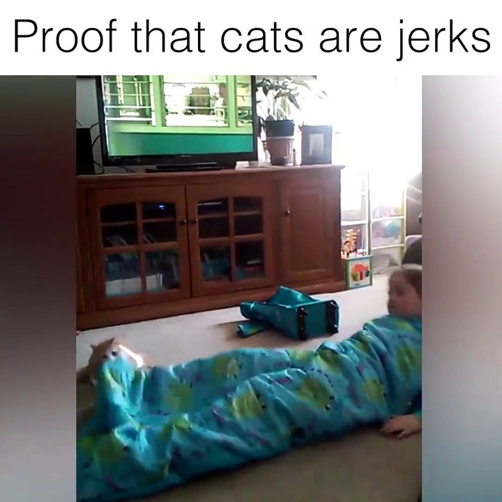 These fluffy rebels are very naughty..