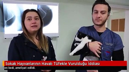 Sokak Hayvanlarının Havalı Tüfekle Vurulduğu İddiası