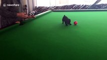 Cute overload! Pug puppy pots snooker ball
