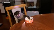 Well-behaved otter eats at dinner table