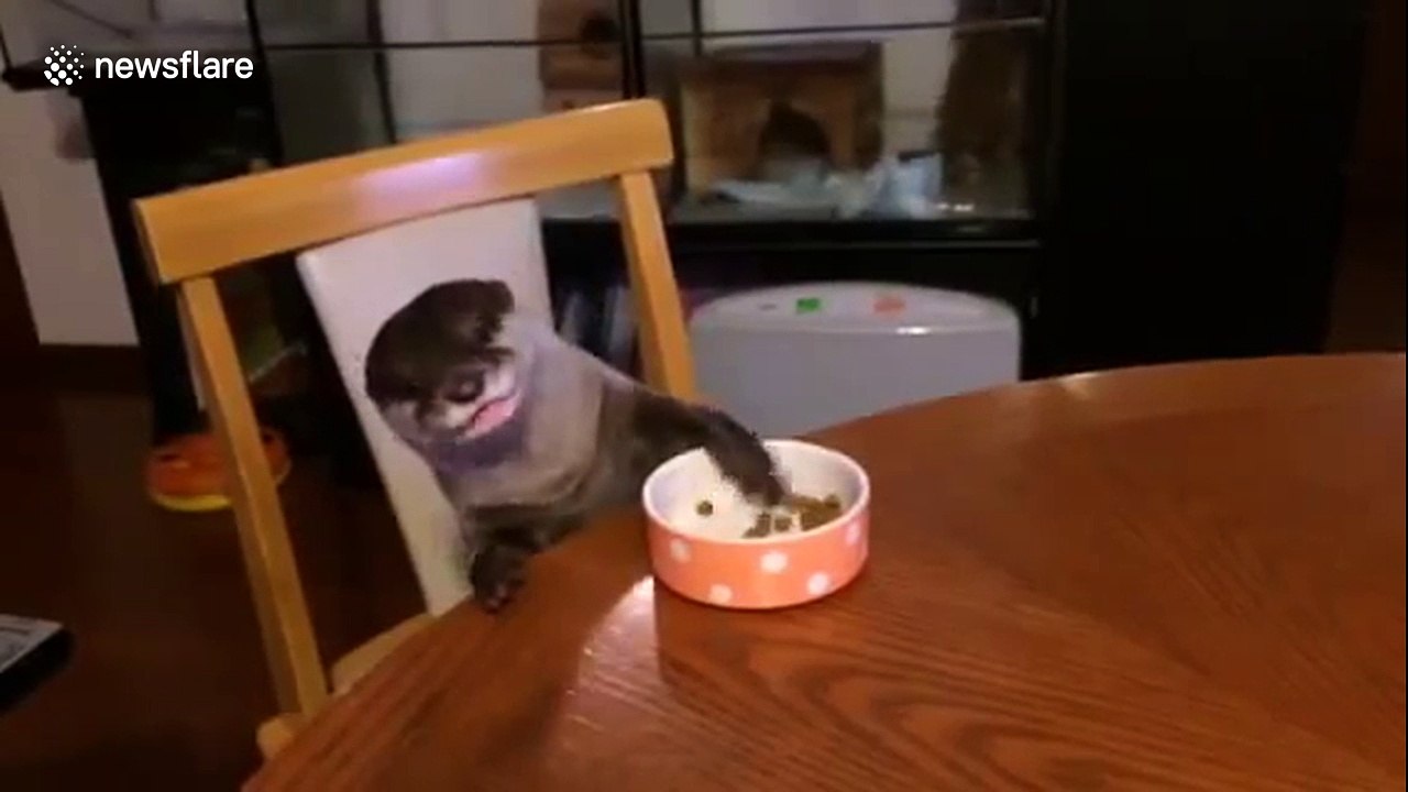 Well-behaved otter eats at dinner table