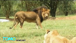 Un lion dévore une touriste américaine lors dun safari en Afrique du Sud