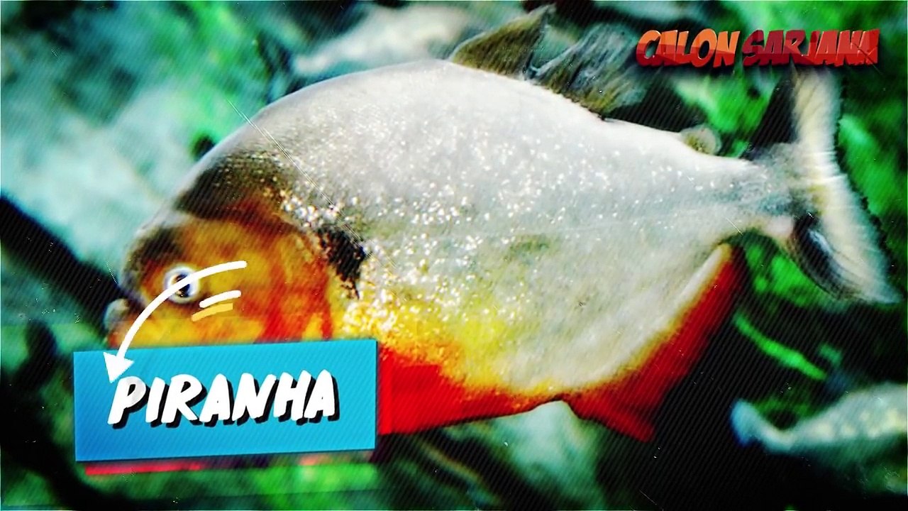 7 HEWAN PALING BERBAHAYA & MENGERIKAN YANG PERNAH HIDUP DI SUNGAI INDONESIA!!!