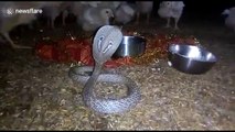 Poultry workers worship cobra that came to eat chickens