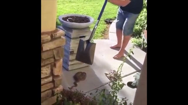 Neutraliser une serpent avec une pelle : mauvaise idée!