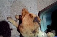 Puppy Suffers Body Burns After Being Set on Fire and Placed in Trash Can
