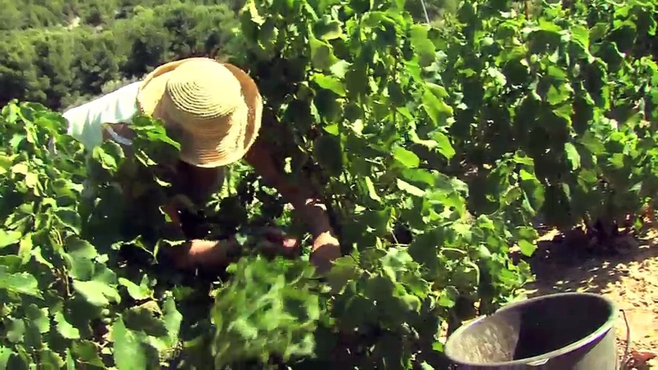 Martigues. Vendanges 2011, c'est parti!