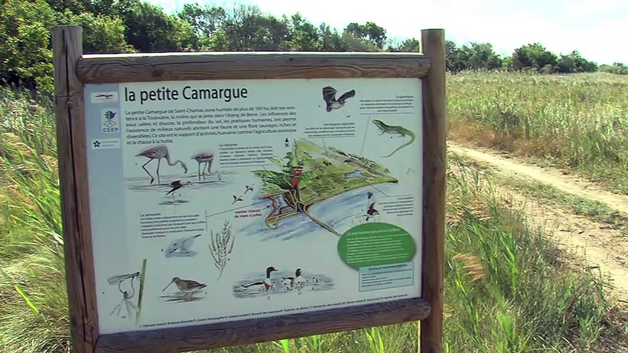 Des dizaines de poissons retrouvés morts sur les rives de l'Etang