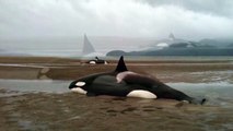 Killer Whales Beached While Hunting for Seals
