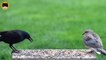 BIRDS VIDEO FOR CATS TO WATCH - Garden Birds #3. Common Grackle, Winged Blackbird, Sparrows, Doves.
